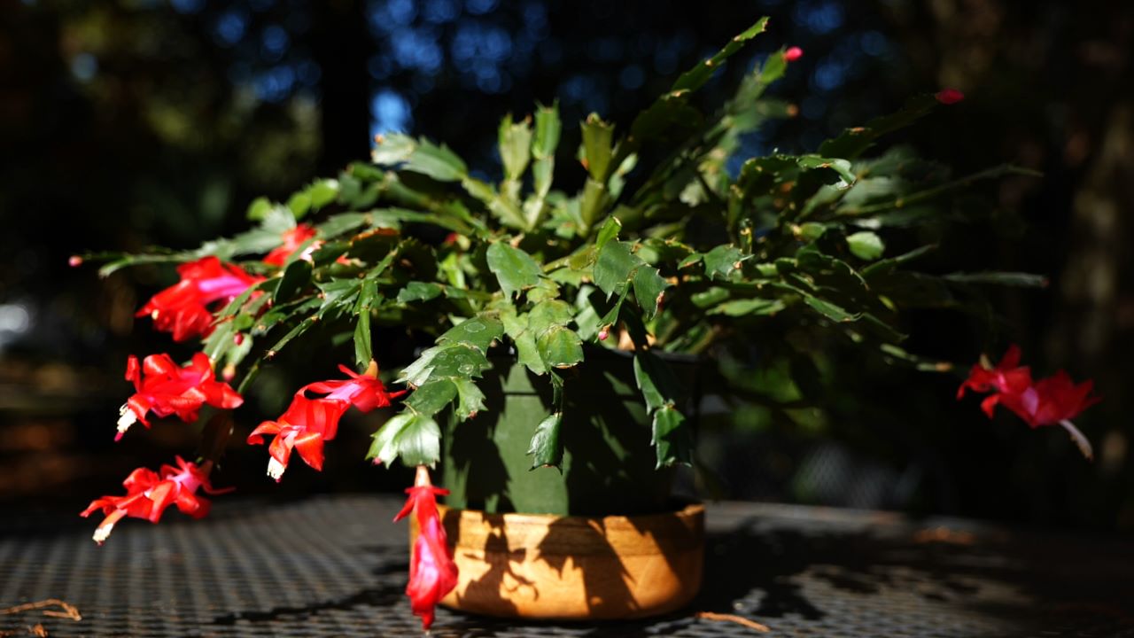 Get It Growing: Christmas cactus makes a great gift